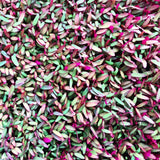 Vita Cypriot Amaranth