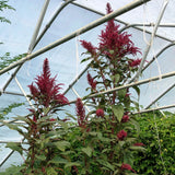 Vita Cypriot Amaranth