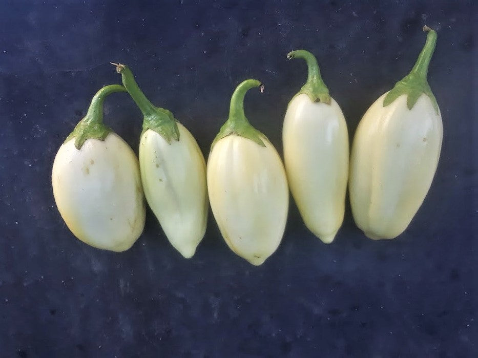 Solanum aethiopicum (african scarlet eggplant)