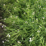 Rat-Tail Radish (Burma)