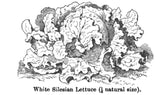 White Silesian Lettuce