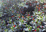 Willing's Barbados Pepper