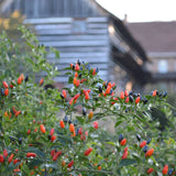 Willing's Barbados Pepper