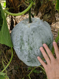 Winter Melon