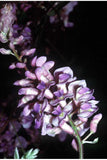 American Wisteria