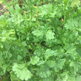 Wrinkled Crinkled Crumpled Cress