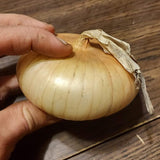 Yellow Cipollini Onion