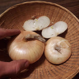 Yellow Cipollini Onion