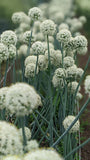 Yellow Cipollini Onion