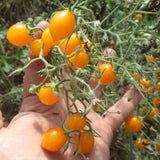 Yellow Riesentraube Tomato