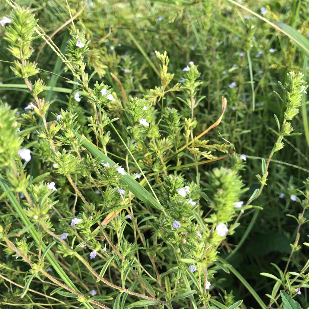 zaatar seeds for planting Lebanese Za'atar