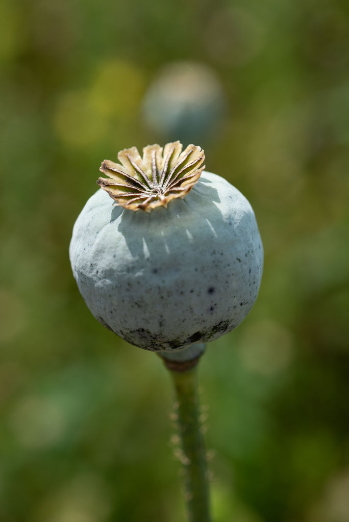 Opium Plant Seeds 1024, 684 This poppy has been bred for its closed vents for ease of harvest for its  poppy bread seeds. While ephemeral, the white and purple flower adds ...
