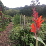 Canna Lily