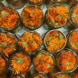 Alpha Calendula