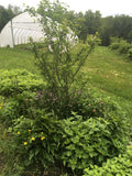Bee Balm (Magenta)
