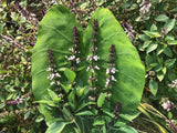 Besobela (Ethiopian Basil)