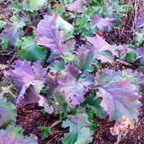 Dutch-Siberian Napus Kale Grex