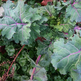 Dutch-Siberian Napus Kale Grex