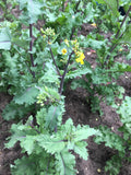 Dutch-Siberian Napus Kale Grex