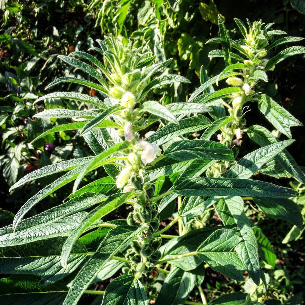 blue seed plant Blue Sesame – Truelove Seeds