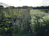 Boneset