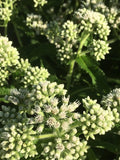 Boneset