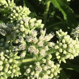 Boneset