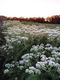 Boneset