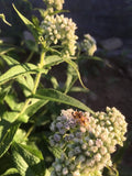 Boneset