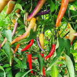 Buena Mulata Pepper