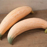 North Georgia Candy Roaster Squash