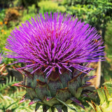 Cardoon