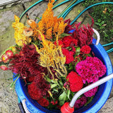 Feathery Plume Celosia