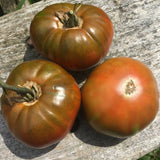 Cherokee Purple Tomato