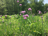 Chives