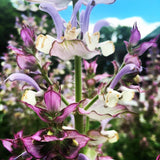 Clary Sage