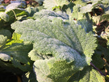Clary Sage