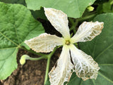 Cucuzza Gourd