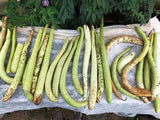 Cucuzza Gourd