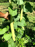 Cucuzza Gourd