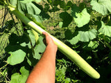 Cucuzza Gourd