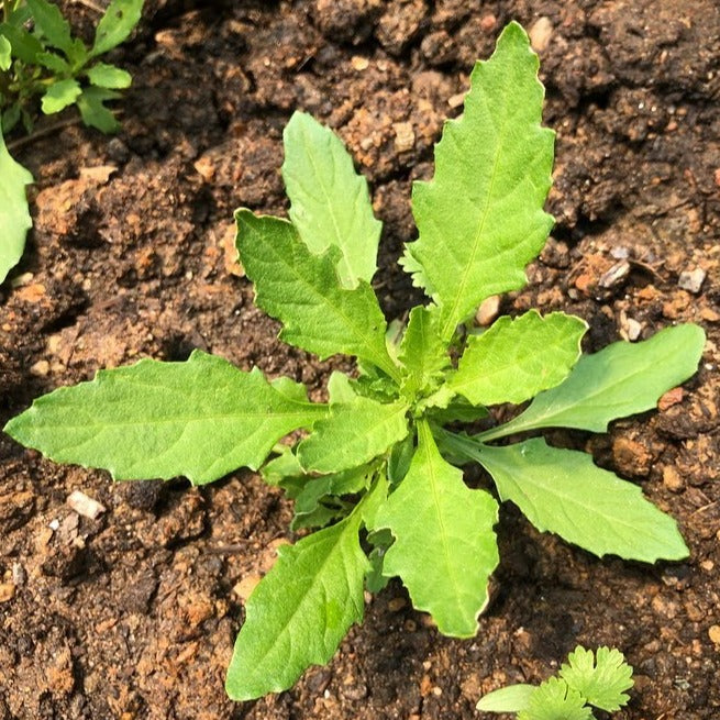 epazote seeds for planting Epazote – Truelove Seeds