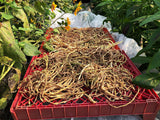 Dolique de Cuba (Long Bean)