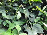 Dolique de Cuba (Long Bean)