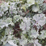 Dutch-Siberian Napus Kale Grex