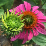 Echinacea (Purple Coneflower)