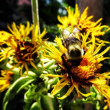 Elecampane