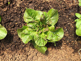 Eva Snader's Brown Winter Lettuce