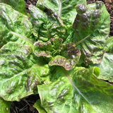 Eva Snader's Brown Winter Lettuce