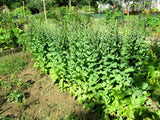 Eva Snader's Brown Winter Lettuce